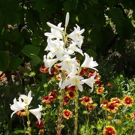 Katalin Apartmanhaz * 佐洛卡罗斯